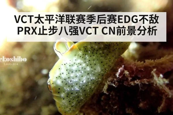 VCT太平洋联赛季后赛EDG不敌PRX止步八强VCT CN前景分析